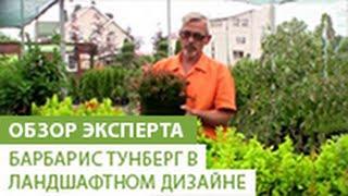 Использование барбариса тунберга в ландшафтном дизайне