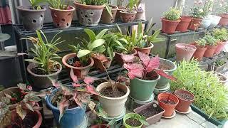 Pokok Bunga