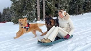 How My Dogs Spent The Last Day Of Winter | Best Day Ever