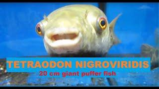 Tetraodon nigroviridis , giant puffer fish