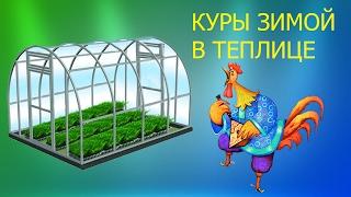 Куры. Содержание зимой в теплице. Вся правда!!!