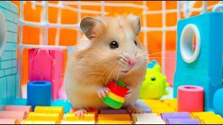 Hamster Used Its Small Advantage to Escape the Maze  Hamster Maze