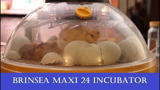 Brinsea Maxi 24 Incubator Review