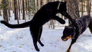 Leopard jump. Luna the flying panther. TikTok video