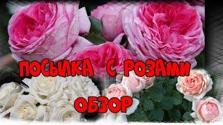 №56 Обзор посылки  с розами! Сорта замечательные!#сорта_роз #посылкасрозами