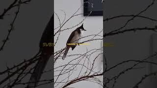 woodpecker #shorts #short #shortvideo #woodpecker