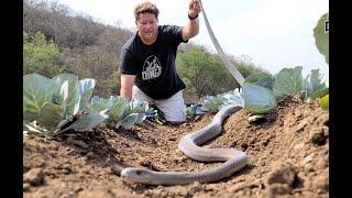 Close call with Black Mamba in a cabbage field!