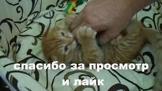 ИГРА С КОТЕНКОМ / PLAYING WITN A KITTEN / СМЕШНЫЕ ЖИВОТНЫЕ