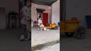 Intelligent Dog chauffeur New Viral Gadgets, Smart Appliances, Kitchen Utensils/ Home Inventions