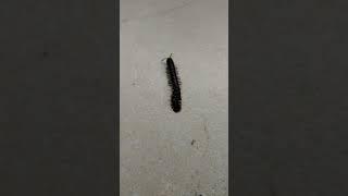 Ant crush