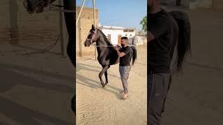 STALLION rustam ow. by sh gurman maan ji maan stud farm 8696136714
