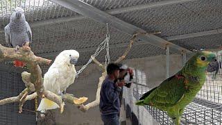 Suitable Feeding Place For Birds In The Large Outdoor Parrot Aviary.