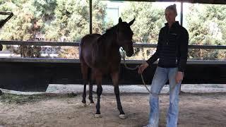 Australian Thoroughbred Bloodstock - Racehorse Shares & Syndications