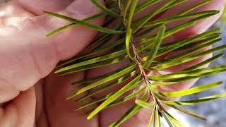 How To Identify Douglas Fir