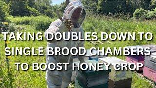 Taking doubles down to single brood chambers to boost honey crop