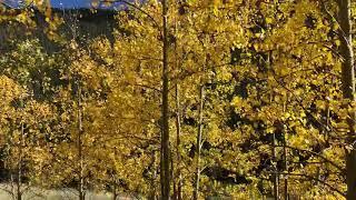 Aspens During The Fall Foliage Season - Wet Mountains, CO