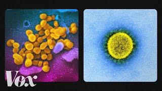 What the coronavirus looks like up close