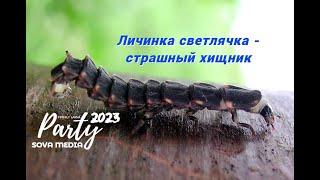 Личинка светлячка – страшный хищник. #nature #peace #wildlife #amazingfacts #amazing