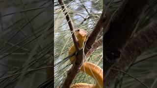 Rescuing wildlife! #snake#animals#nature#alligator#python#cute#reptiles#florida#everglades#rescue