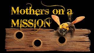 The life of Carpenter Bees