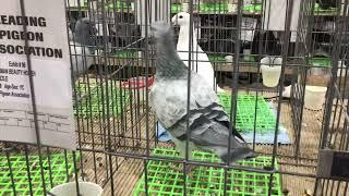 Champion German Beauty Homers Reading Pigeon Association Show