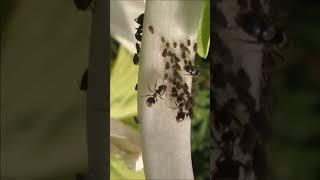 Ants and aphids/Муравьи и тля #shorts