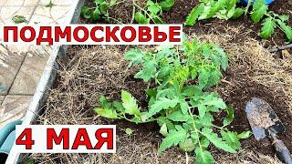 Каким СПОСОБОМ мы сажаем помидоры в НЕОТАПЛИВАЕМУЮ теплицу в начале мая