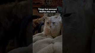 If Waffles knows anything from therapy, it would be boundaries #cats #shorts