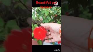 Beautiful our terrace garden  #shorts# #youtube#gardendesignytshorts#  surabhi multi creations