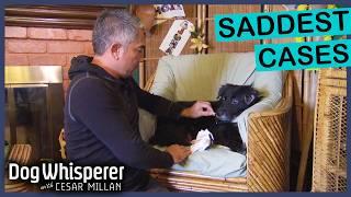 Saddest Stories In Dog Whisperer History  | Dog Whisperer With Cesar Millan Marathon
