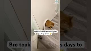 Chonky orange cat almost not fitted in the door #shorts #cat #catlovers