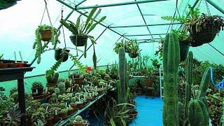 Our Cacti & Succulent Plant Polytunnel Collection Spring Update