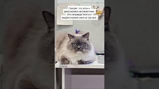 Когда кот здесь главный