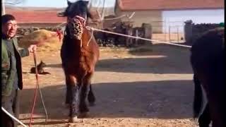 Horse Breeding Donkey | Horse Meeting | Horse Crossing Donkey #horsebreedingdonkey #horsemeeting