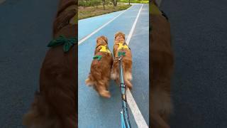 When you’re with your best friend, the walk is the same.#dog #goldenretriever #cuteanimals #petlife