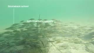 Observing stickleback schools in the Bodensee