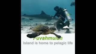 Fuvahmulah Island is home to pelagic life #expore #fuvahmulah #maldives #ocean #life #tigershark