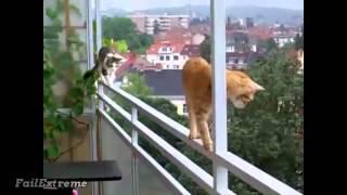 Stupid Cats Fails