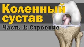 Коленный сустав - Строение [S05E12]