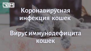 Коронивирусная инфекция кошек. Вирус иммунодефицита кошек