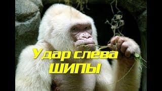 Настольный теннис.Шипы.Удар