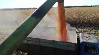 CORN HARVESTING KSS 5290. Harvest 2021.