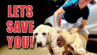 Ride Along Saving 3 Sick Dogs In Thailand