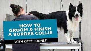 How to Groom & Finish a Border Collie on a commercial way