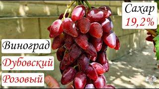 Виноград Дубовский Розовый – САХАР 19.2 %!!! В гостях у Владимира Дорошенко