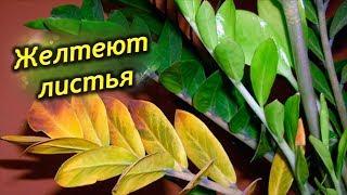 Почему желтеют листья у долларового дерева? Что делать, как спасти Замиокулькас?