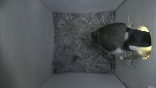 Nestbox 20190327/11:00 - 208 frames with movement