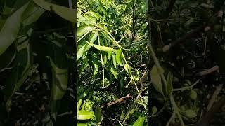 Why Are My Mangoes Falling Off the Tree? Causes & Solutions!