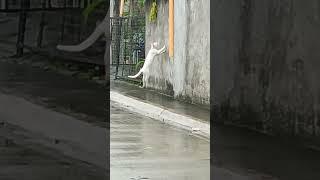 cat and bird