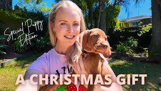 A Girl and Her (First) Dog | A Special Christmas Gift (Hungarian Vizsla Puppy)